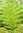 Australischer Baumfarn cyathea australis ca. 200 Sporen inkl. Kultursubstrat