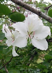 Weißer Orchideenbaum bauhinia variegate candida 10 Samen