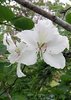 Weißer Orchideenbaum bauhinia variegate candida 10 Samen
