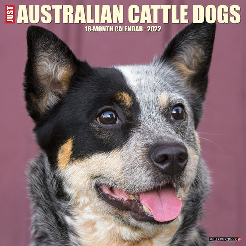 Australian Cattle Dogs Kalender 2022
