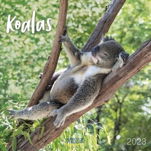 Koalas Kalender 2023 ca. 30x30cm MHD überschritten!