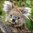 Koalas Kalender 2023 ca. 30x30cm MHD überschritten!