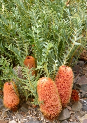 Bodendecker Banksia banksia blechnifolia 5-6 Samen MHD überschritten!