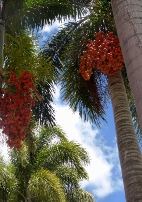Fuchsschwanz-Palme / Foxtail Palm wodyetia bifurcate 1 Samen