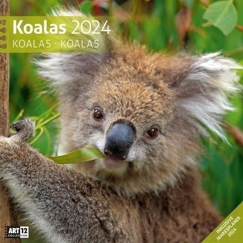 Koalas Kalender 2024 ca. 30x30cm