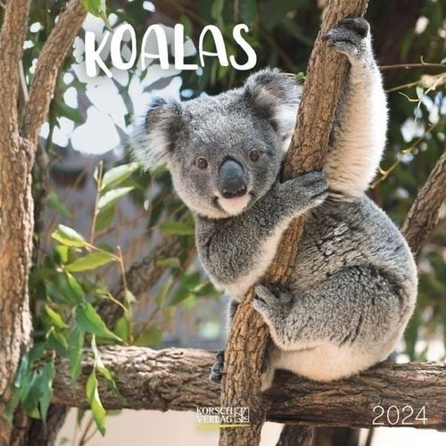 Koalas Kalender 2024 ca. 30x30cm