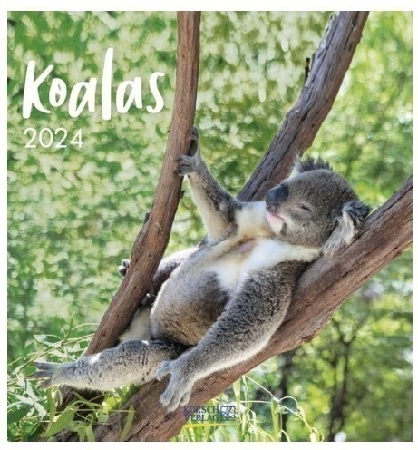 Koalas Kalender 2024 ca. 16x17 Postkarten