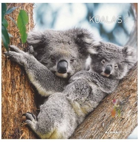 Koalas Kalender 2024 ca. 30x30cm mit Baby